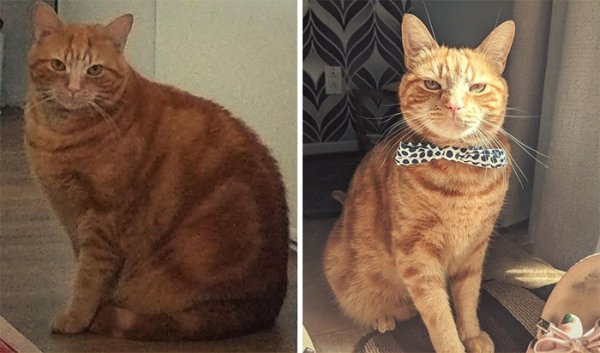 Cat Weight Loss Transformations (24 pics)