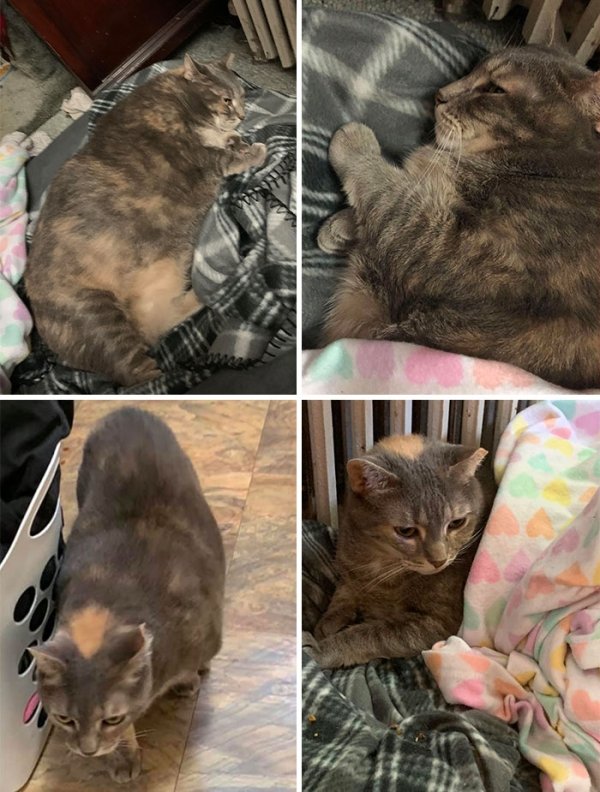 Cat Weight Loss Transformations (24 pics)