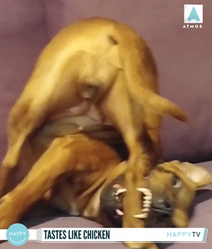 Animal GIFs (14 gifs)