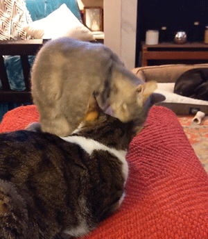 Animal GIFs (14 gifs)