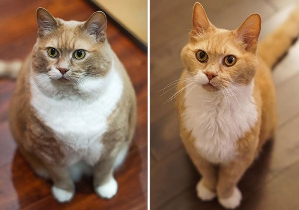 Cat Weight Loss Transformations (24 pics)