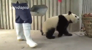 Animal GIFs (14 gifs)