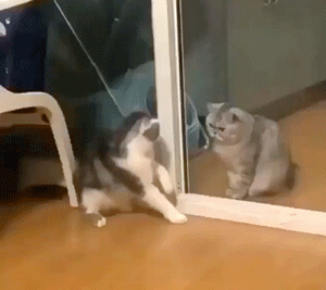 Animal GIFs (14 gifs)