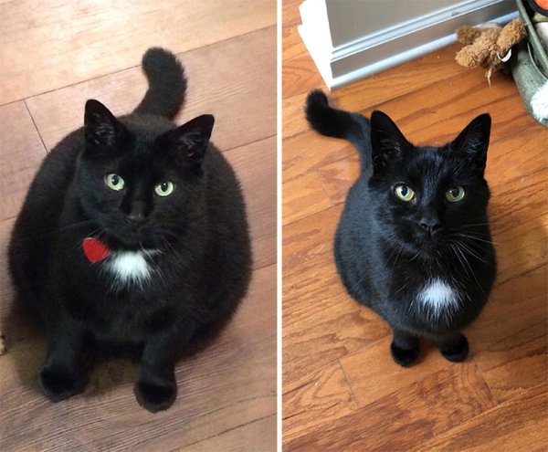 Cat Weight Loss Transformations (24 pics)