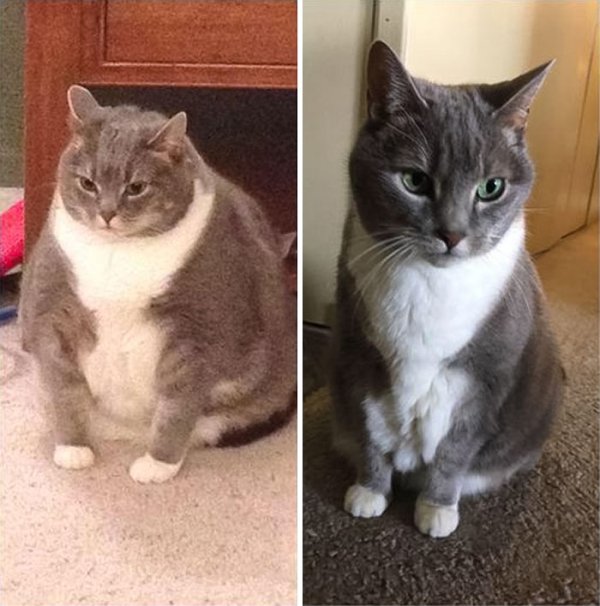 Cat Weight Loss Transformations (24 pics)