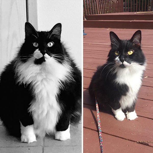 Cat Weight Loss Transformations (24 pics)