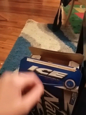 Animal GIFs (14 gifs)