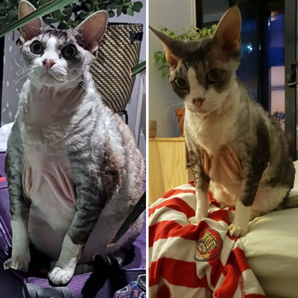 Cat Weight Loss Transformations 24 Pics 2714