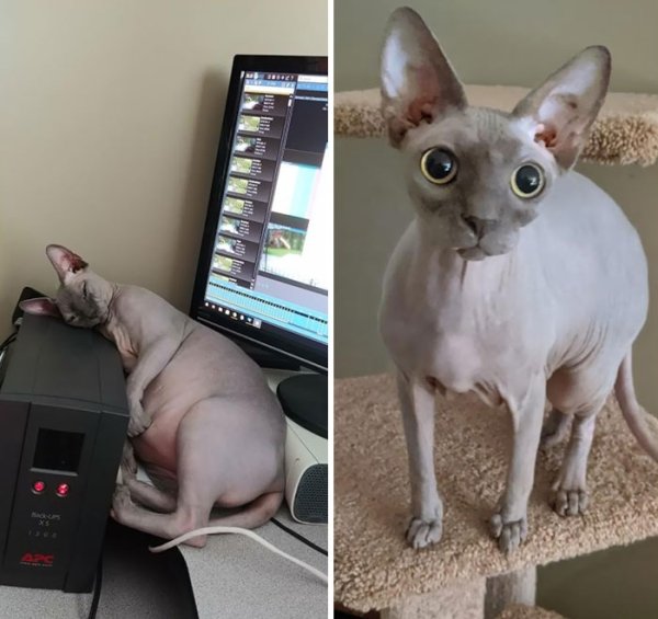 Cat Weight Loss Transformations (24 pics)