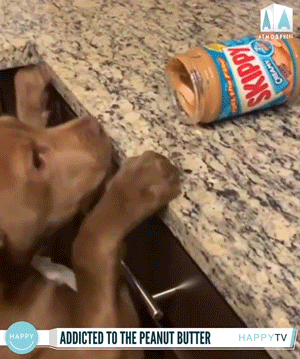 Animal GIFs (14 gifs)