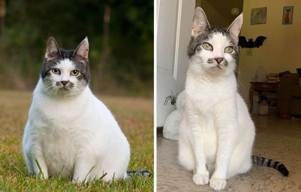 Cat Weight Loss Transformations 24 Pics 7175