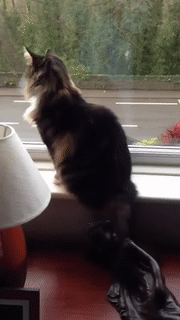 Acid Gifdump, June 11 (25 gifs)