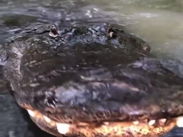 Dinosaur Growling