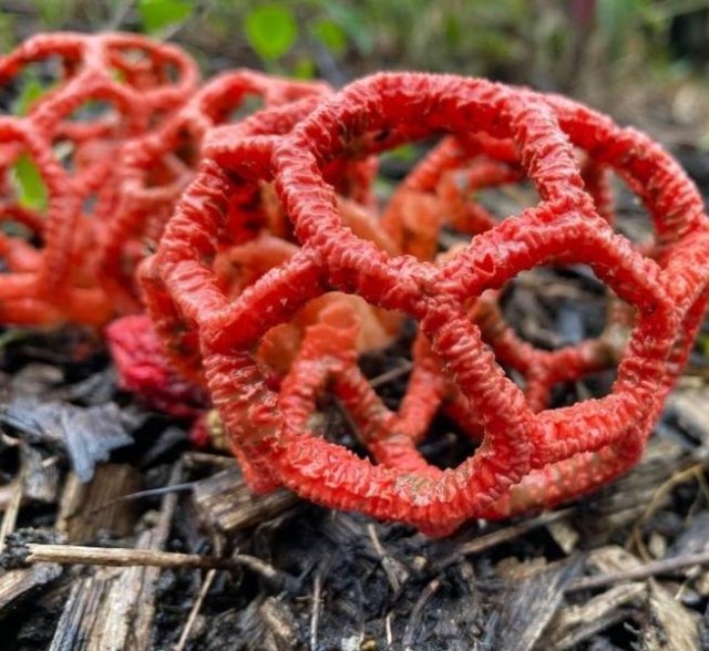 Amazing Nature (22 pics)