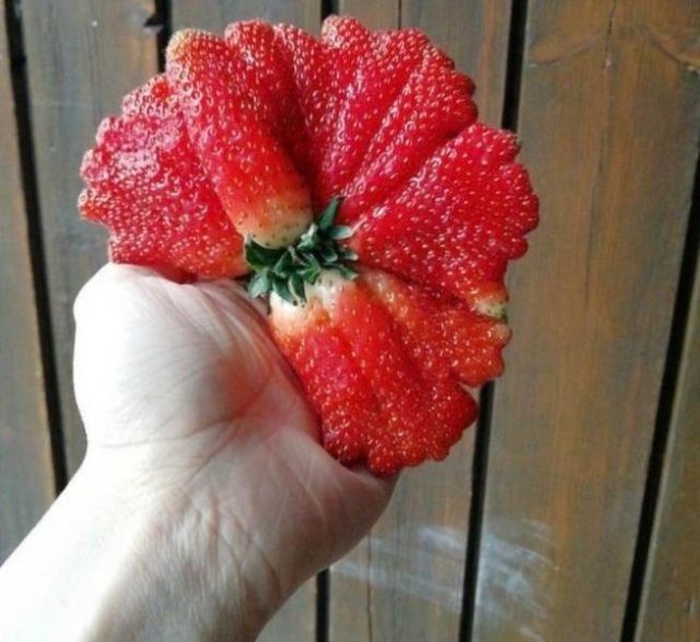 Amazing Nature (22 pics)