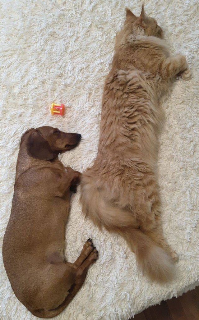 Comparison Matters (19 pics) Comparison Matters (19 pics)