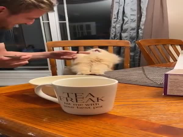 Cat Eats Ice Cream For The First Time