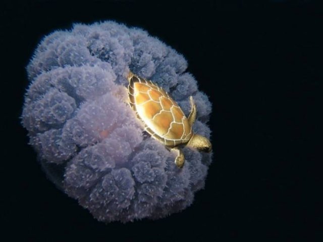 Amazing Pictures (50 pics)