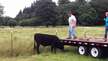 Fails (19 gifs)