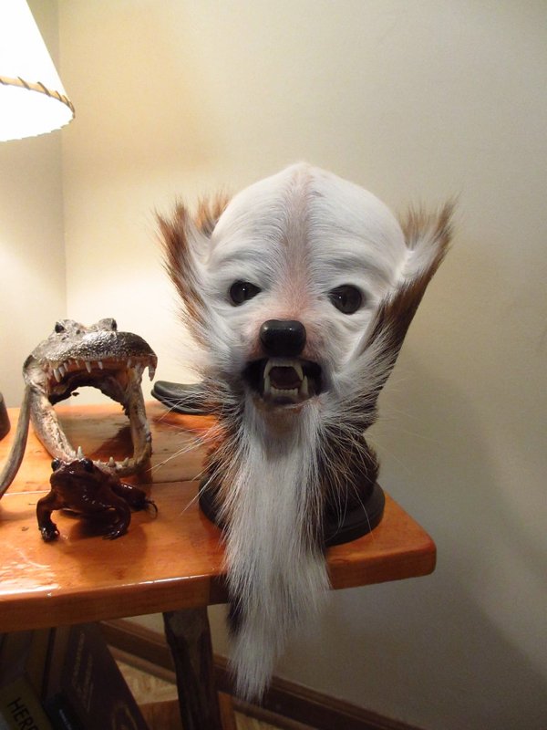 What Taxidermists Do With Deer Butts (26 pics)