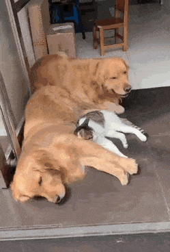 Acid Gifdump, June 19 (25 gifs)