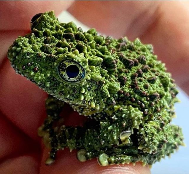 Amazing Nature (18 pics)