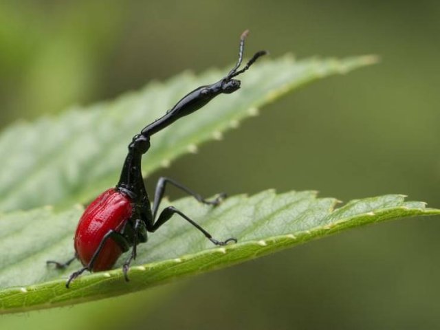 Amazing Nature (18 pics)