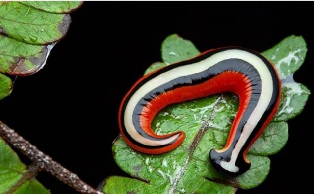 Amazing Nature (18 pics)