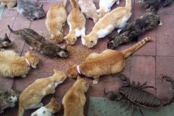 OMG Pictures (39 pics)