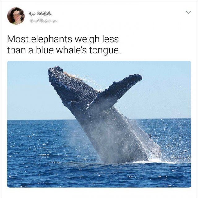 Random Facts (19 pics)