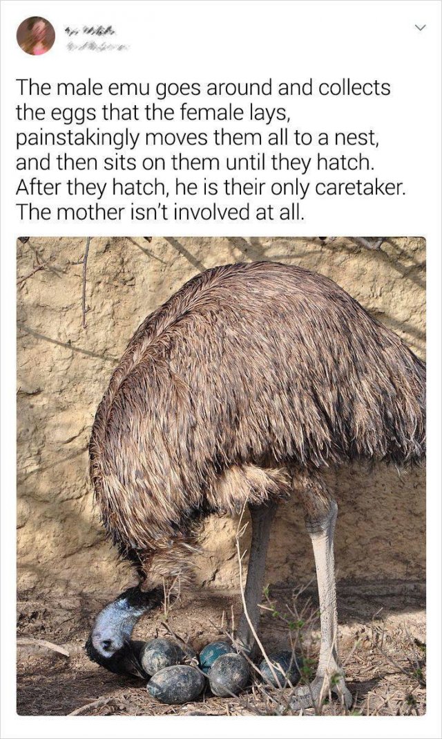 Random Facts (19 pics)