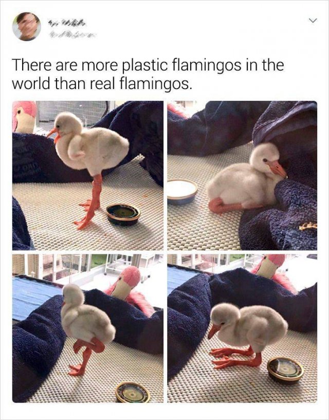 Random Facts (19 pics)