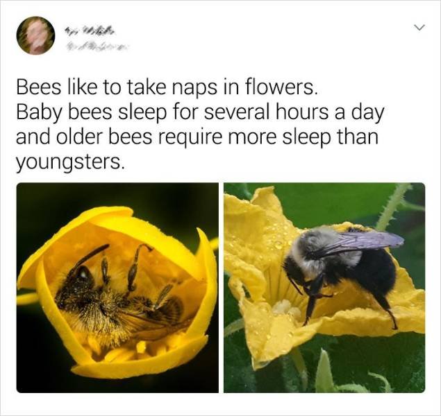 Random Facts (19 pics)