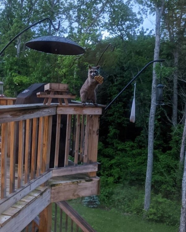 Funny Animals (64 pics)