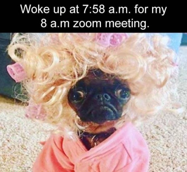 Funny Animals (64 pics)