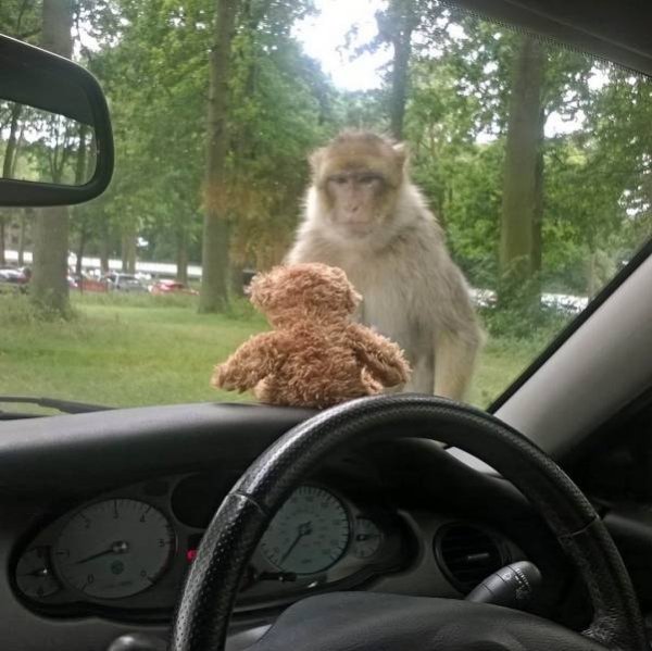 Funny Animals (64 pics)