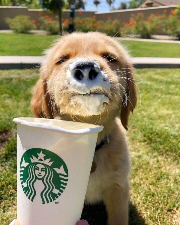 Funny Animals (64 pics)