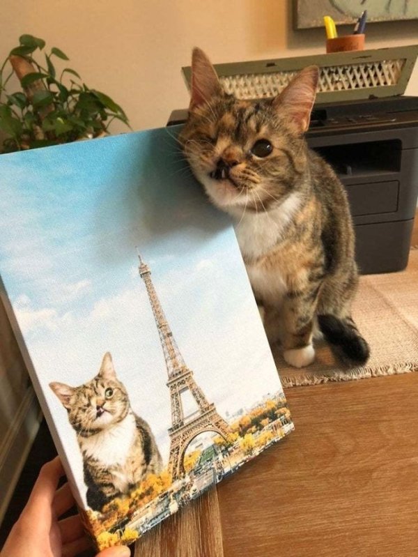 Funny Animals (64 pics)