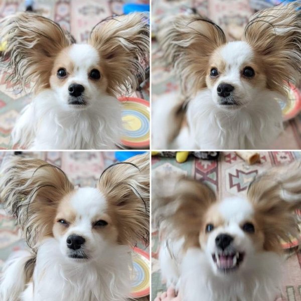 Funny Animals (64 pics)