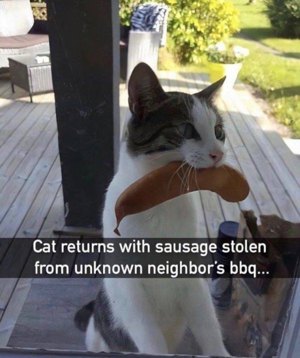 Funny Animals (64 pics)