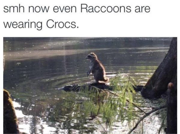 Funny Animals (64 pics)