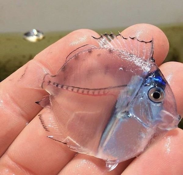 Amazing Things (28 pics)