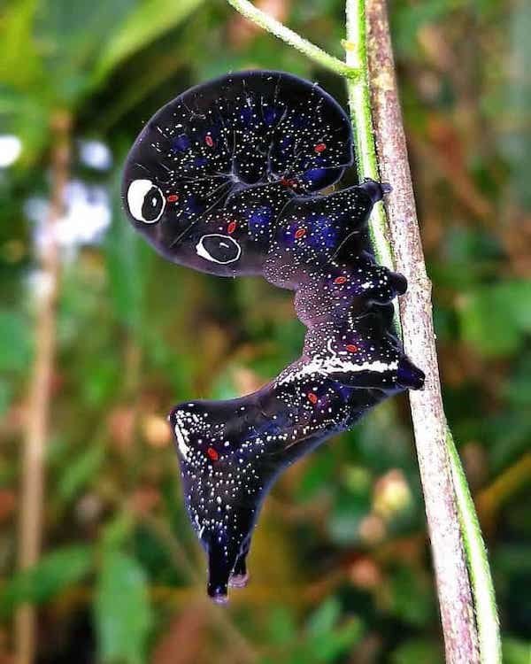 Amazing Things (28 pics)