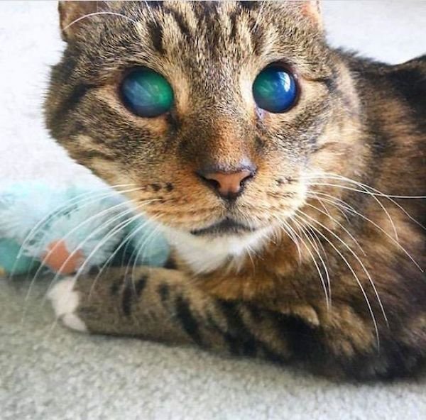 Amazing Things (28 pics)