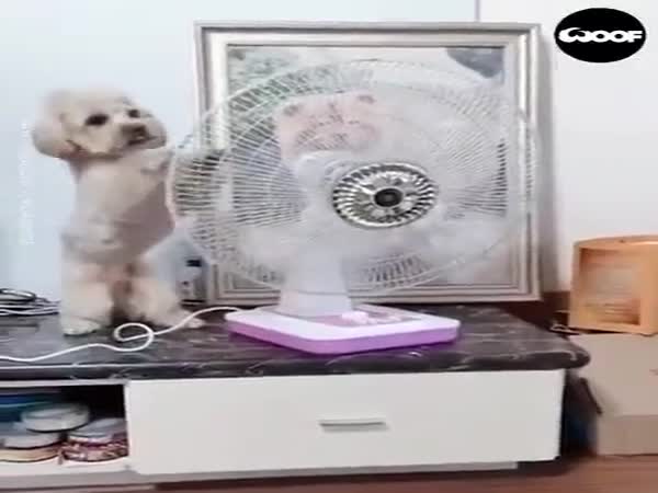 This Dog Is Really Smart