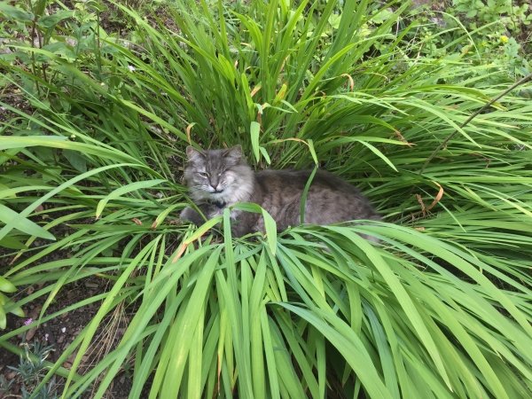 Hilarious Cats (35 pics)