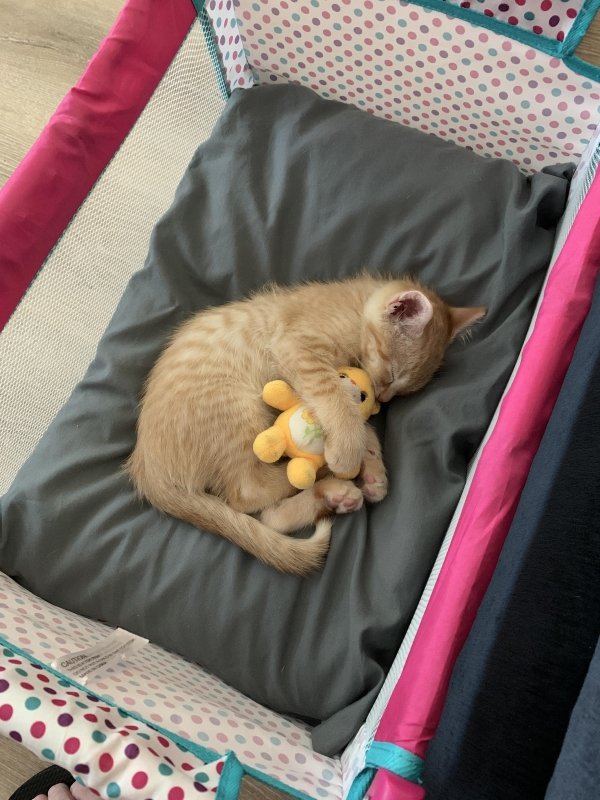 Hilarious Cats (35 pics)
