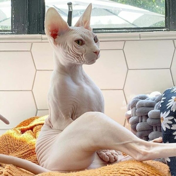 Hilarious Cats (35 pics)