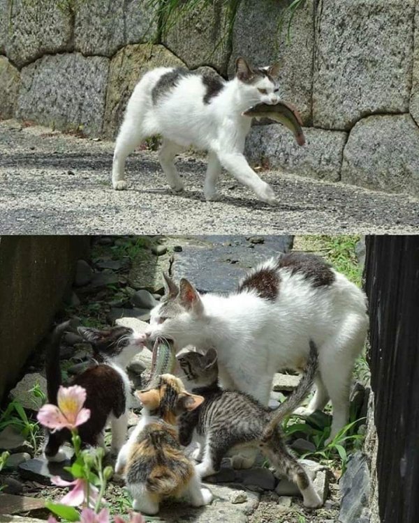Hilarious Cats (35 pics)