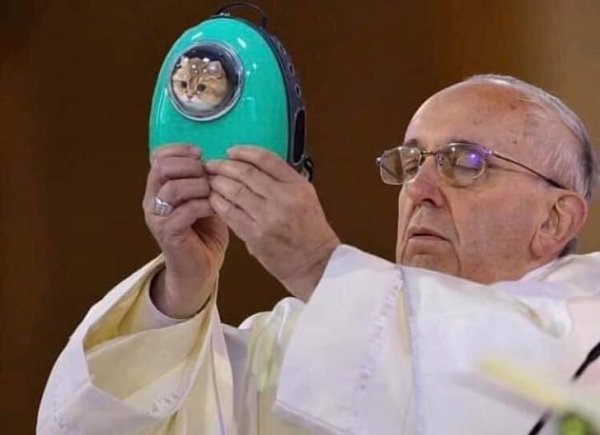 Hilarious Cats (35 pics)